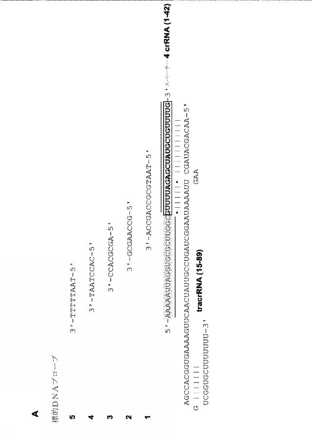 2018138054-ＲＮＡ依存性標的ＤＮＡ修飾およびＲＮＡ依存性転写調節のための方法および組成物 図000050