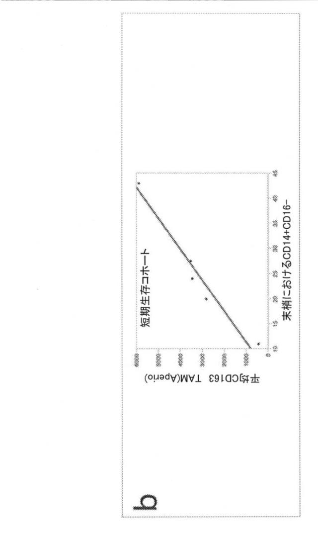 2021193143-免疫調節性Ｍ２単球を選択的に低減することによってがんを治療し、治療的免疫を増強するための方法および組成物 図000050