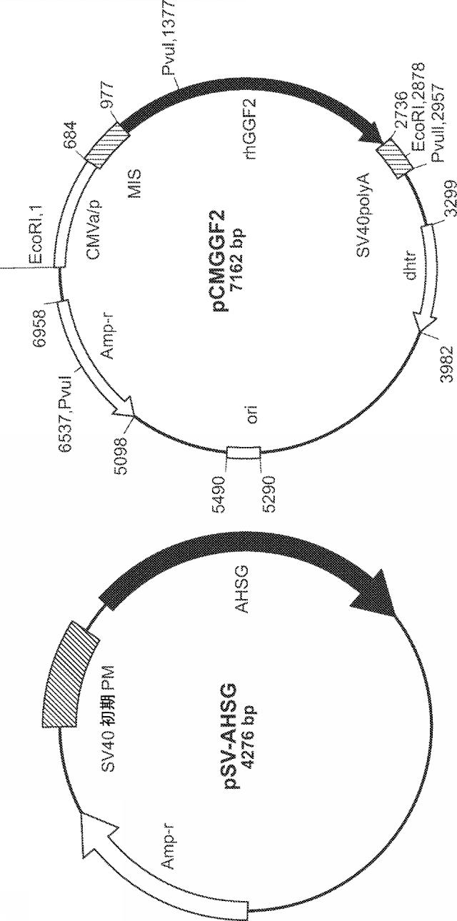 2019194208-心不全の治療または予防のためのニューレグリンまたはその断片の治療的投与の方法 図000051