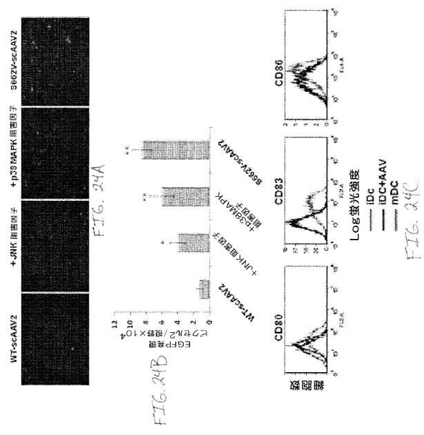 2020048571-キャプシド修飾ｒＡＡＶ３ベクター組成物およびヒト肝がんの遺伝子治療における使用方法 図000051