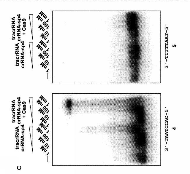 2018138054-ＲＮＡ依存性標的ＤＮＡ修飾およびＲＮＡ依存性転写調節のための方法および組成物 図000052