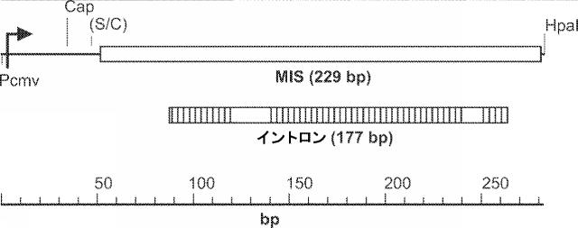 2019194208-心不全の治療または予防のためのニューレグリンまたはその断片の治療的投与の方法 図000052