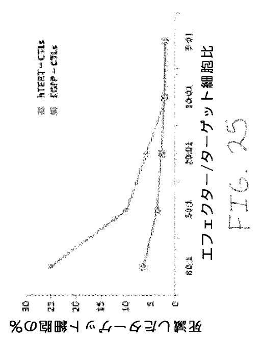 2020048571-キャプシド修飾ｒＡＡＶ３ベクター組成物およびヒト肝がんの遺伝子治療における使用方法 図000052