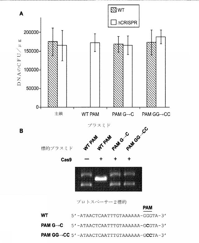 2018138054-ＲＮＡ依存性標的ＤＮＡ修飾およびＲＮＡ依存性転写調節のための方法および組成物 図000053