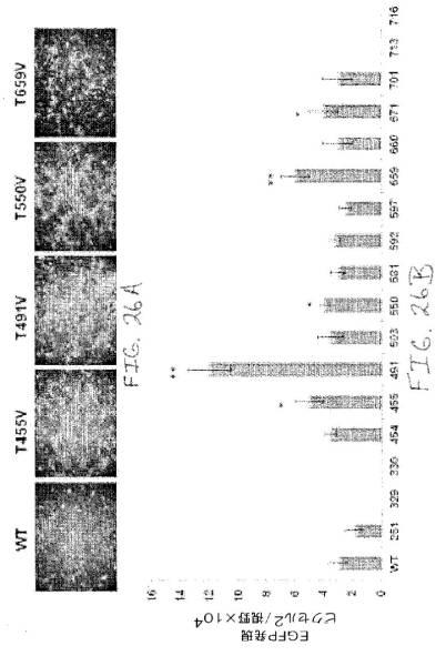 2020048571-キャプシド修飾ｒＡＡＶ３ベクター組成物およびヒト肝がんの遺伝子治療における使用方法 図000053