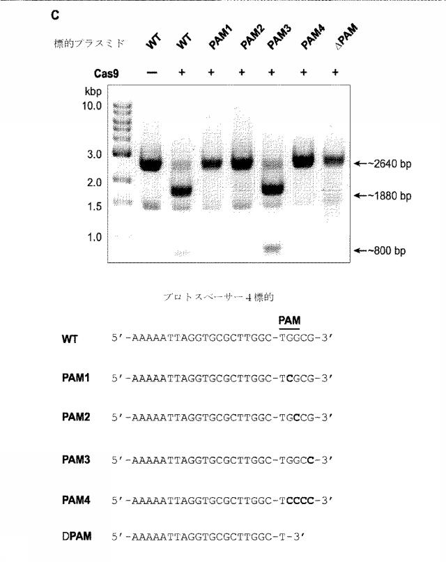 2018138054-ＲＮＡ依存性標的ＤＮＡ修飾およびＲＮＡ依存性転写調節のための方法および組成物 図000054