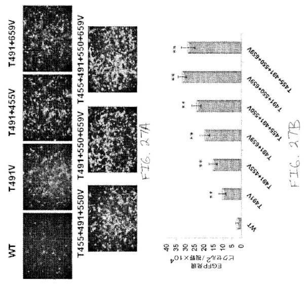 2020048571-キャプシド修飾ｒＡＡＶ３ベクター組成物およびヒト肝がんの遺伝子治療における使用方法 図000054