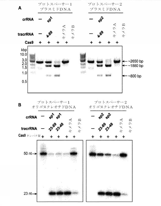 2018138054-ＲＮＡ依存性標的ＤＮＡ修飾およびＲＮＡ依存性転写調節のための方法および組成物 図000055