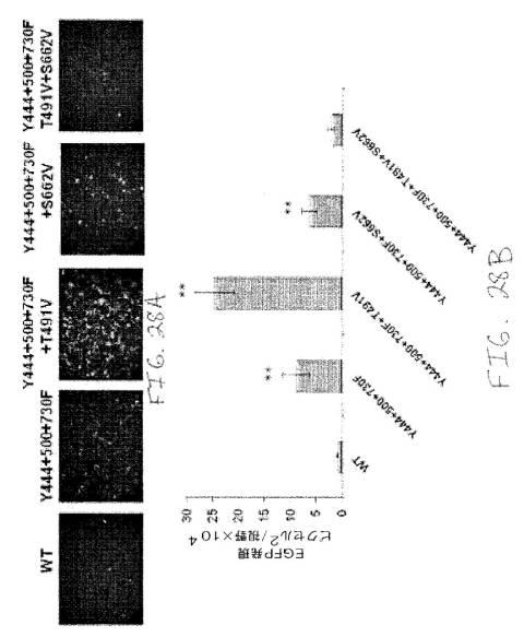 2020048571-キャプシド修飾ｒＡＡＶ３ベクター組成物およびヒト肝がんの遺伝子治療における使用方法 図000055
