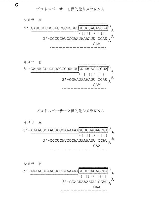 2018138054-ＲＮＡ依存性標的ＤＮＡ修飾およびＲＮＡ依存性転写調節のための方法および組成物 図000056