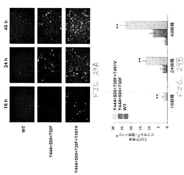 2020048571-キャプシド修飾ｒＡＡＶ３ベクター組成物およびヒト肝がんの遺伝子治療における使用方法 図000056