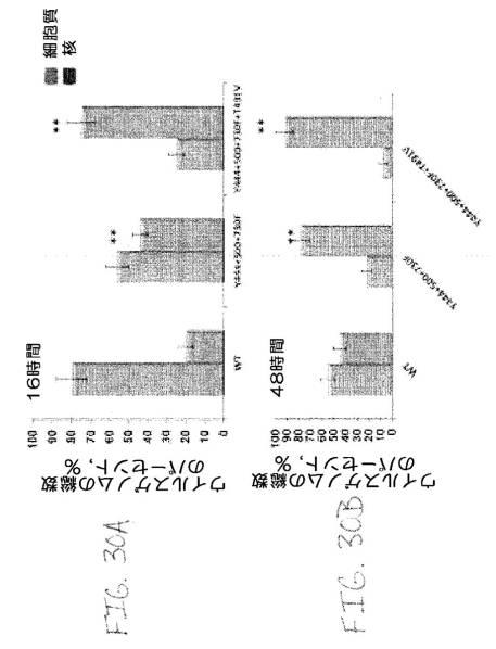 2020048571-キャプシド修飾ｒＡＡＶ３ベクター組成物およびヒト肝がんの遺伝子治療における使用方法 図000057