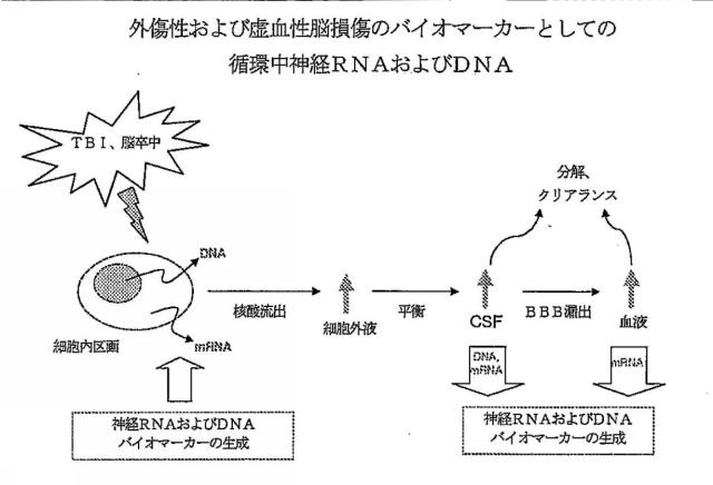 2016105097-ニューロン損傷診断のためのマイクロＲＮＡ、自己抗体およびタンパク質マーカー 図000058