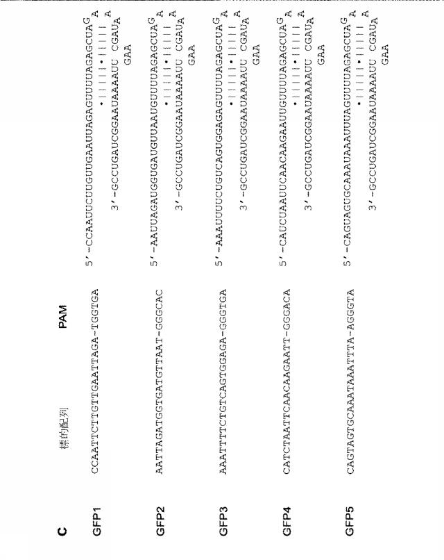 2018138054-ＲＮＡ依存性標的ＤＮＡ修飾およびＲＮＡ依存性転写調節のための方法および組成物 図000058