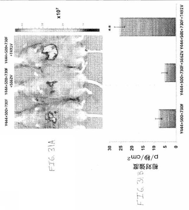 2020048571-キャプシド修飾ｒＡＡＶ３ベクター組成物およびヒト肝がんの遺伝子治療における使用方法 図000058
