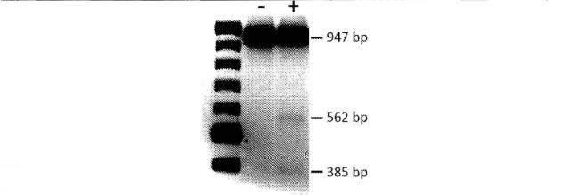 2018113985-細胞中でタンパク質を発現するための方法および生成物 図000059