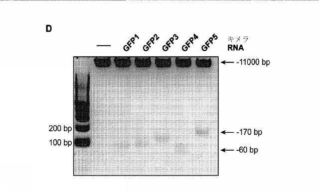 2018138054-ＲＮＡ依存性標的ＤＮＡ修飾およびＲＮＡ依存性転写調節のための方法および組成物 図000059