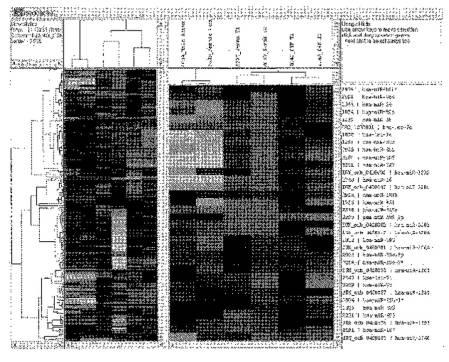 2016105097-ニューロン損傷診断のためのマイクロＲＮＡ、自己抗体およびタンパク質マーカー 図000060