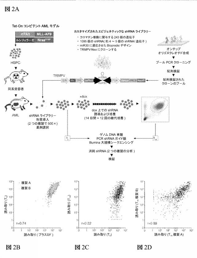 2016102105-白血病を治療するための組成物および方法 図000061