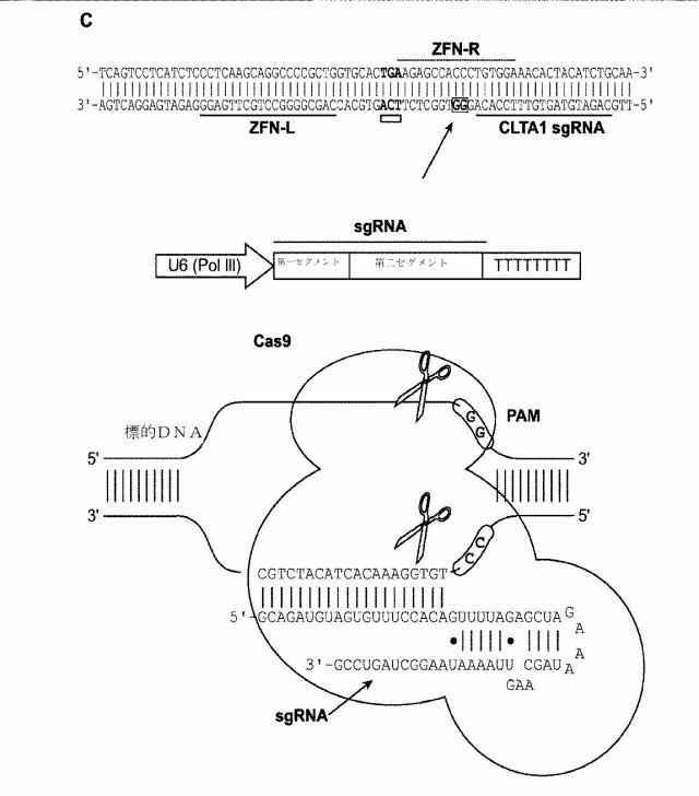 2018138054-ＲＮＡ依存性標的ＤＮＡ修飾およびＲＮＡ依存性転写調節のための方法および組成物 図000061