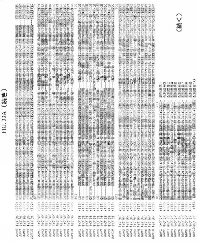 2020048571-キャプシド修飾ｒＡＡＶ３ベクター組成物およびヒト肝がんの遺伝子治療における使用方法 図000061