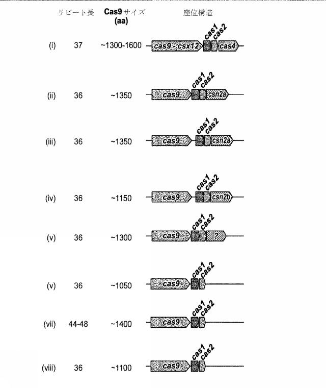 2018138054-ＲＮＡ依存性標的ＤＮＡ修飾およびＲＮＡ依存性転写調節のための方法および組成物 図000068