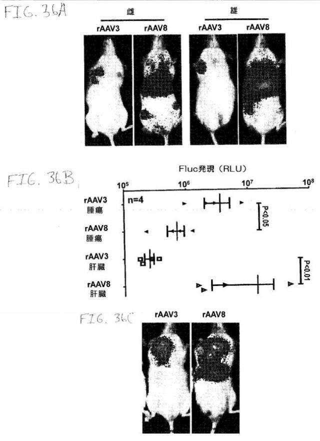 2020048571-キャプシド修飾ｒＡＡＶ３ベクター組成物およびヒト肝がんの遺伝子治療における使用方法 図000068