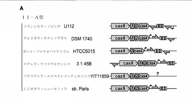 2018138054-ＲＮＡ依存性標的ＤＮＡ修飾およびＲＮＡ依存性転写調節のための方法および組成物 図000069
