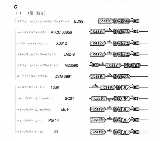 2018138054-ＲＮＡ依存性標的ＤＮＡ修飾およびＲＮＡ依存性転写調節のための方法および組成物 図000071
