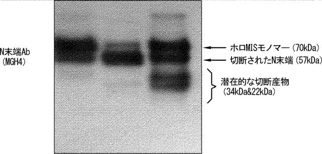 2020074789-疾患の治療のための改変されたミュラー管抑制物質（ＭＩＳ）タンパク質およびその使用 図000073