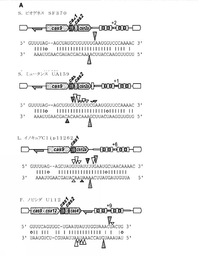 2018138054-ＲＮＡ依存性標的ＤＮＡ修飾およびＲＮＡ依存性転写調節のための方法および組成物 図000074