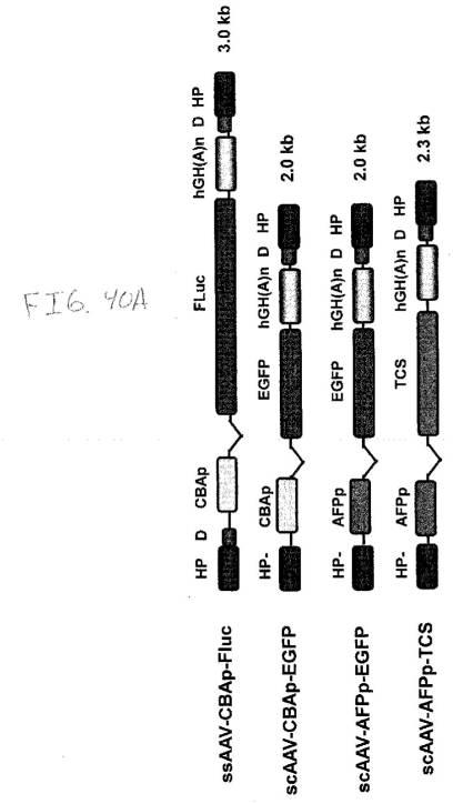 2020048571-キャプシド修飾ｒＡＡＶ３ベクター組成物およびヒト肝がんの遺伝子治療における使用方法 図000074