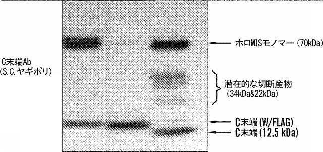 2020074789-疾患の治療のための改変されたミュラー管抑制物質（ＭＩＳ）タンパク質およびその使用 図000074