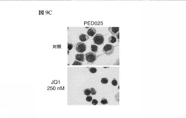 2016102105-白血病を治療するための組成物および方法 図000076