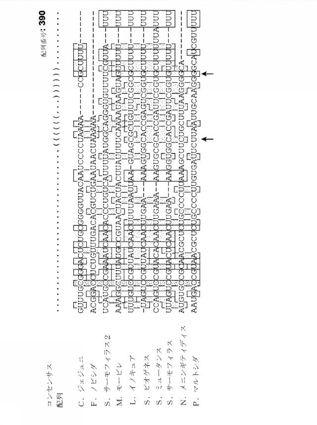 2018138054-ＲＮＡ依存性標的ＤＮＡ修飾およびＲＮＡ依存性転写調節のための方法および組成物 図000077