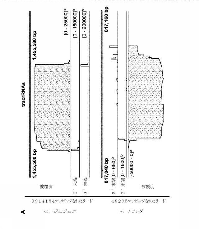 2018138054-ＲＮＡ依存性標的ＤＮＡ修飾およびＲＮＡ依存性転写調節のための方法および組成物 図000078