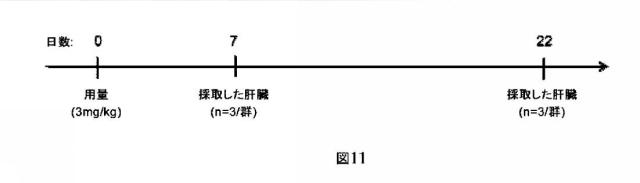 2021073182-修飾二本鎖ＲＮＡ剤 図000097