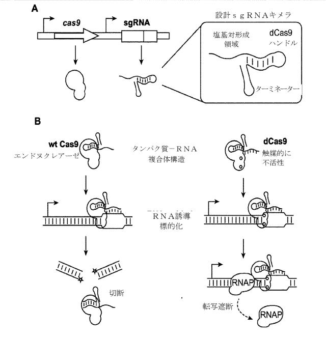 2018138054-ＲＮＡ依存性標的ＤＮＡ修飾およびＲＮＡ依存性転写調節のための方法および組成物 図000101