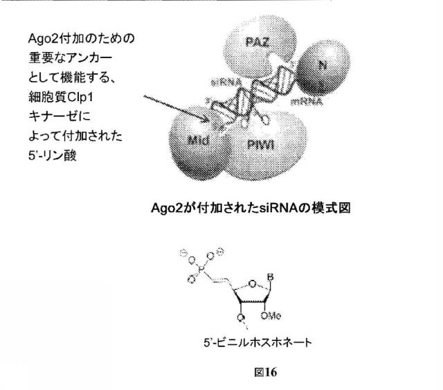 2021073182-修飾二本鎖ＲＮＡ剤 図000102
