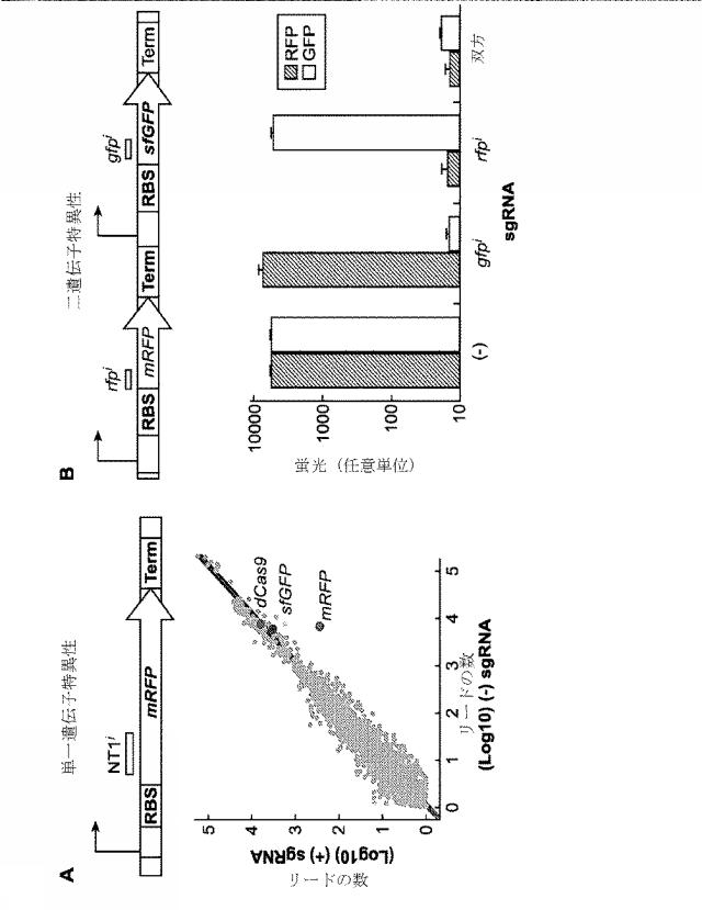 2018138054-ＲＮＡ依存性標的ＤＮＡ修飾およびＲＮＡ依存性転写調節のための方法および組成物 図000106