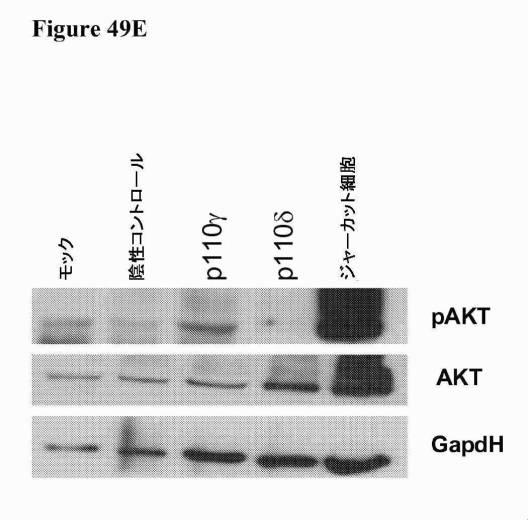 2016222700-血液学的な悪性疾患のための併用療法 図000107