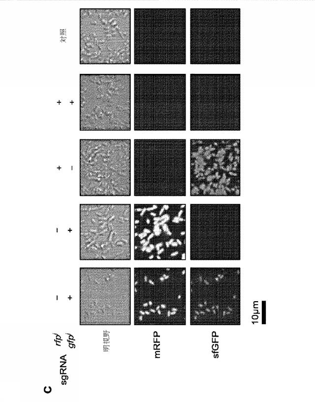 2018138054-ＲＮＡ依存性標的ＤＮＡ修飾およびＲＮＡ依存性転写調節のための方法および組成物 図000107