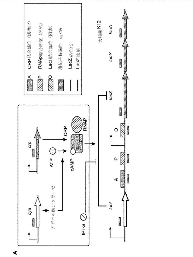 2018138054-ＲＮＡ依存性標的ＤＮＡ修飾およびＲＮＡ依存性転写調節のための方法および組成物 図000110