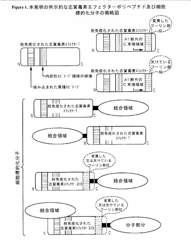 2021020905-脱免疫化された志賀毒素Ａサブユニット足場及びそれを含む細胞標的化分子 図000110