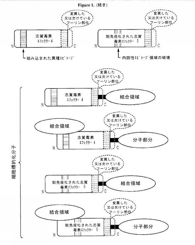 2021020905-脱免疫化された志賀毒素Ａサブユニット足場及びそれを含む細胞標的化分子 図000111