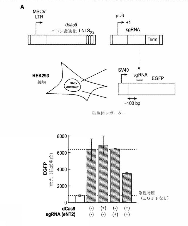 2018138054-ＲＮＡ依存性標的ＤＮＡ修飾およびＲＮＡ依存性転写調節のための方法および組成物 図000113