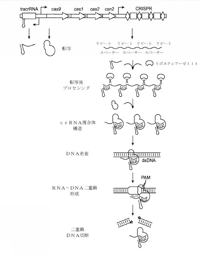 2018138054-ＲＮＡ依存性標的ＤＮＡ修飾およびＲＮＡ依存性転写調節のための方法および組成物 図000115