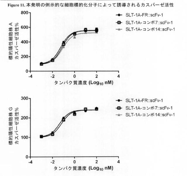 2021020905-脱免疫化された志賀毒素Ａサブユニット足場及びそれを含む細胞標的化分子 図000121