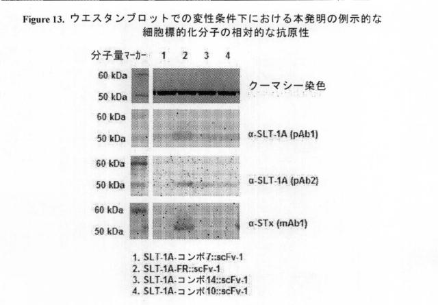 2021020905-脱免疫化された志賀毒素Ａサブユニット足場及びそれを含む細胞標的化分子 図000123