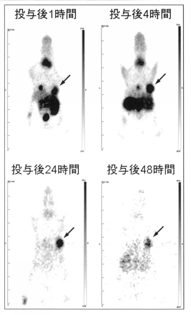 2018027961-新規な含窒素化合物もしくはその塩またはそれらと金属との錯体 図000125